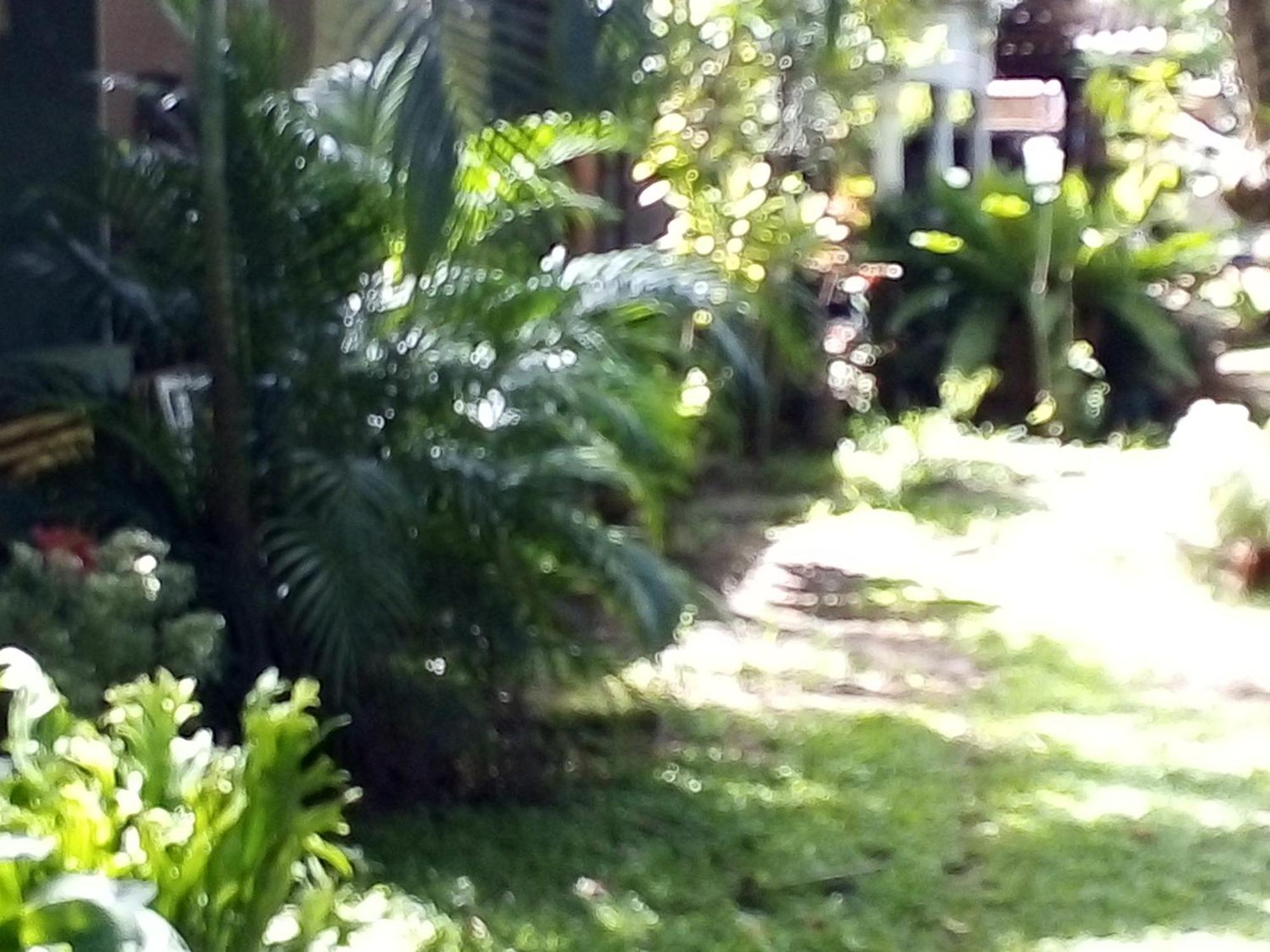Bandula Home Stay シギリヤ エクステリア 写真